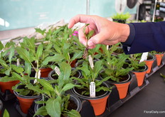 Spring King as bare rooted cutting and in the back the Spring King 3 weeks later.